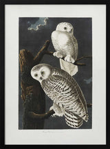 Snowy Owl From Birds of America (1827)