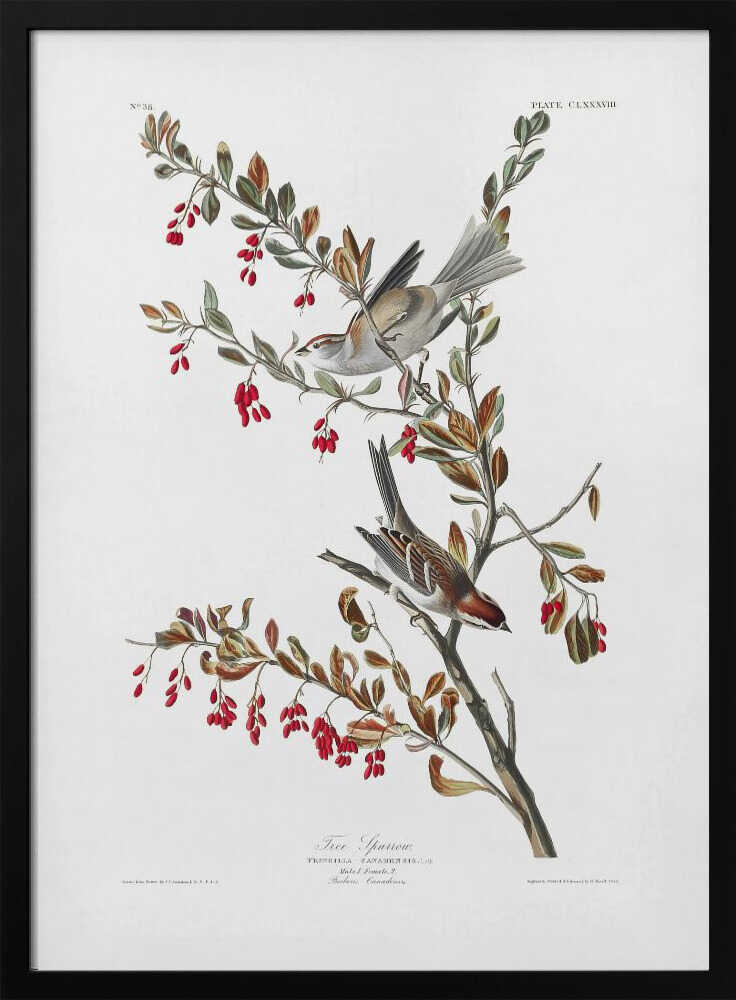 Tree Sparrow From Birds of America (1827)
