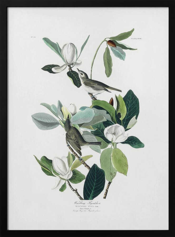 Warbling Flycatcher From Birds of America (1827) Art Print UK — Botanical Vibrant Wall Art — Living Room — Wall It All Prints