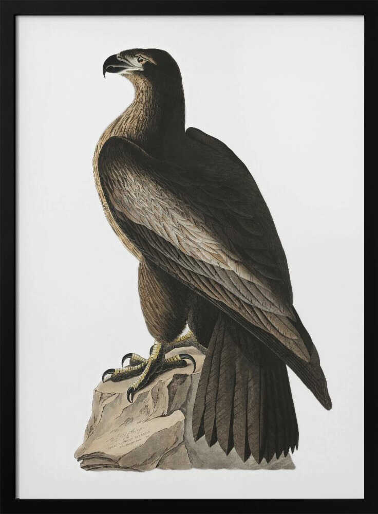 Great American Sea Eagle From Birds of America (1827) John James Audubon