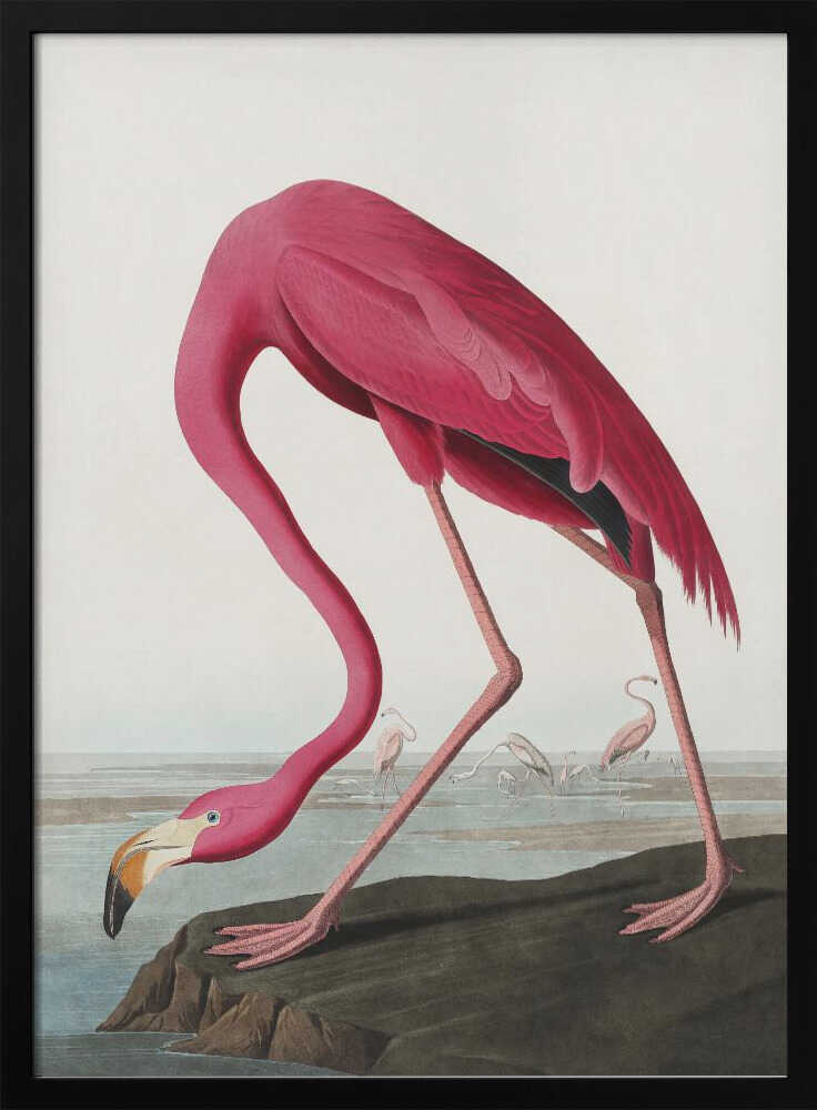 Pink Flamingo Ii From Birds of America (1827) John James Audubon