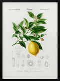 Lemon (citrus Limonium)