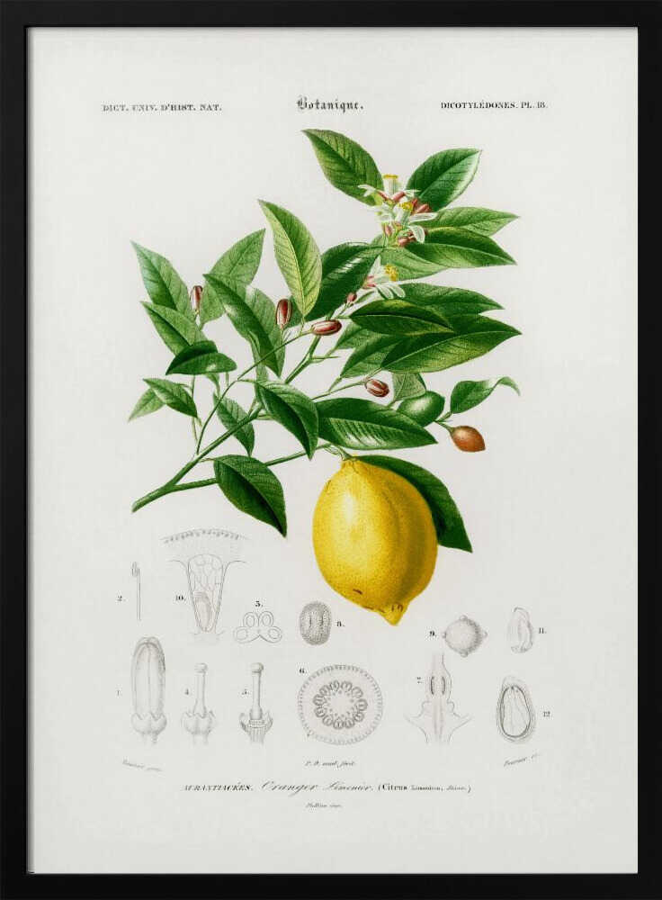 Lemon (citrus Limonium) Art Print UK — Botanical Vibrant Wall Art — Kitchen — Wall It All Prints
