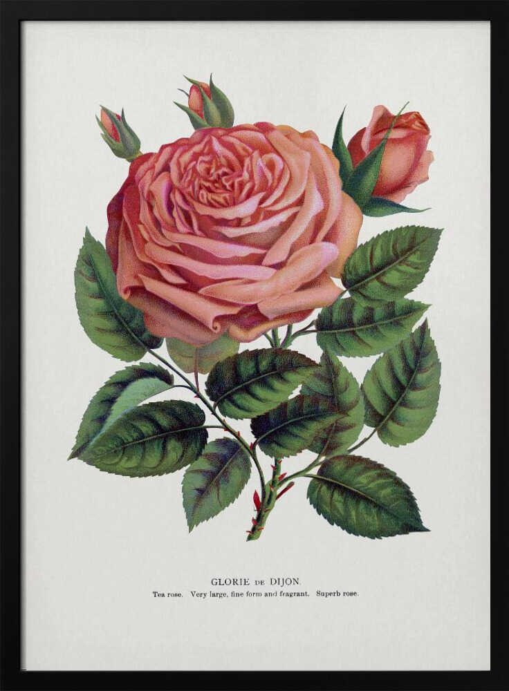 Pink Rose, Glorie De Dijon Lithograph Art Print UK — Botanical Fresh Wall Art — Living Room — Wall It All Prints