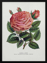 Pink Rose, Glorie De Dijon Lithograph