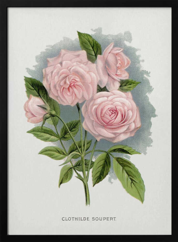 Pink Rose, Clothilde Soupert Lithograph Art Print UK — Botanical Vibrant Wall Art — Living Room — Wall It All Prints