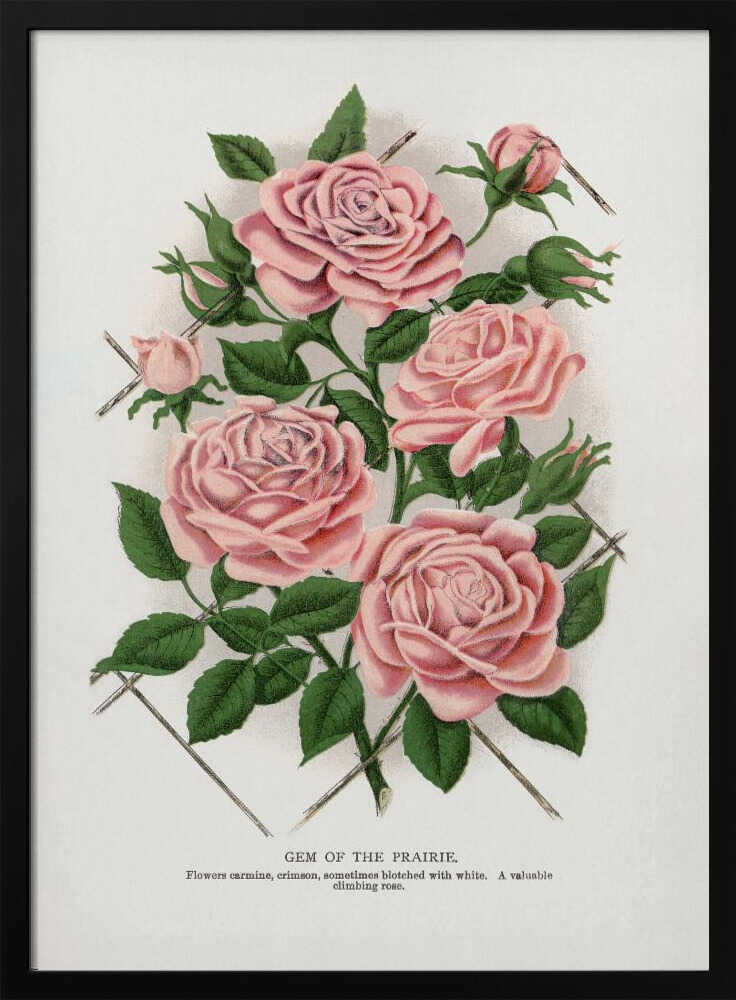 Pink Rose, Gem of the Prairie Lithograph Art Print UK — Botanical Vibrant Wall Art — Living Room — Wall It All Prints