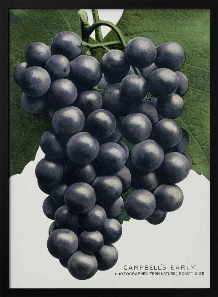 Campbell's Early Grape Lithograph Art Print UK — Botanical Vibrant Wall Art — Kitchen — Wall It All Prints