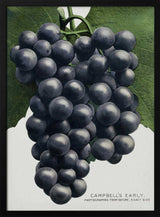 Campbell's Early Grape Lithograph