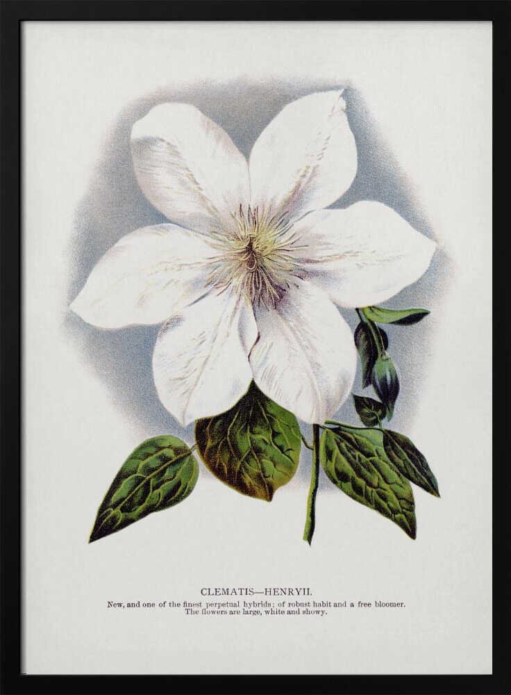 Clematis Flower Lithograph Art Print UK — Botanical Vibrant Wall Art — Living Room — Wall It All Prints