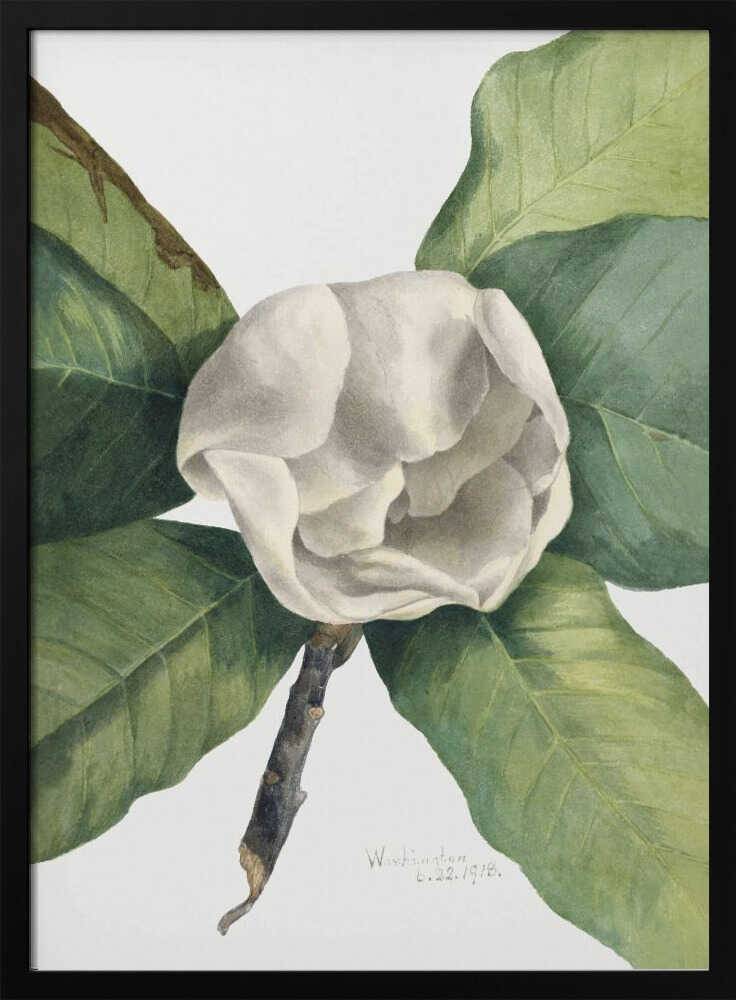 Southern Magnolia (1918) Art Print UK — Botanical Vibrant Wall Art — Living Room — Wall It All Prints