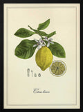 Lemon and Blossoms