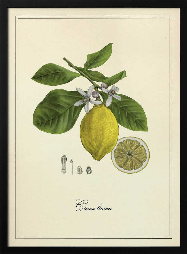 Lemon and Blossoms Art Print UK — Botanical Vibrant Wall Art — Kitchen — Wall It All Prints