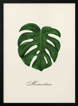 Monstera Deliciosa Leaf