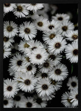 Tiny Flowers 3