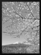 Mount Fuji Cherry Spring Art Print UK — Japanese Calm Wall Art — Living Room — Wall It All Prints