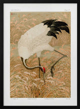 Sarus Crane In Rice Field