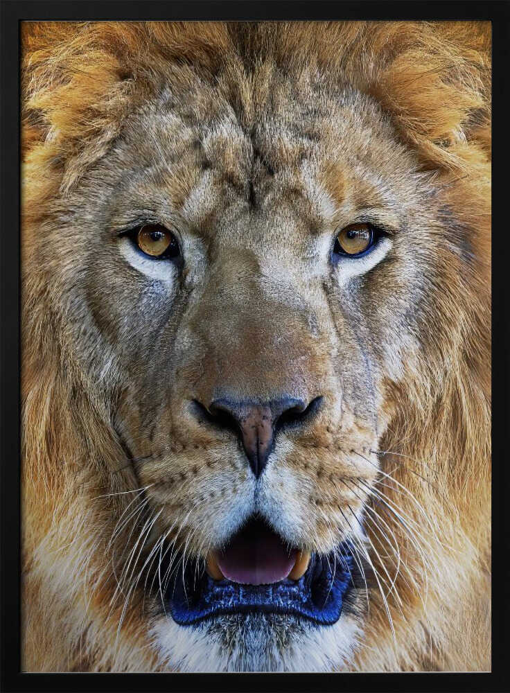 Majestic Lion Gaze Art Print UK — Portrait Warm Wall Art — Living Room — Wall It All Prints