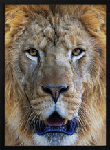 Majestic Lion Gaze Art Print UK — Portrait Warm Wall Art — Living Room — Wall It All Prints