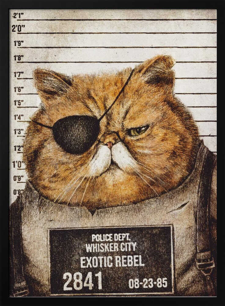 Funny Cat