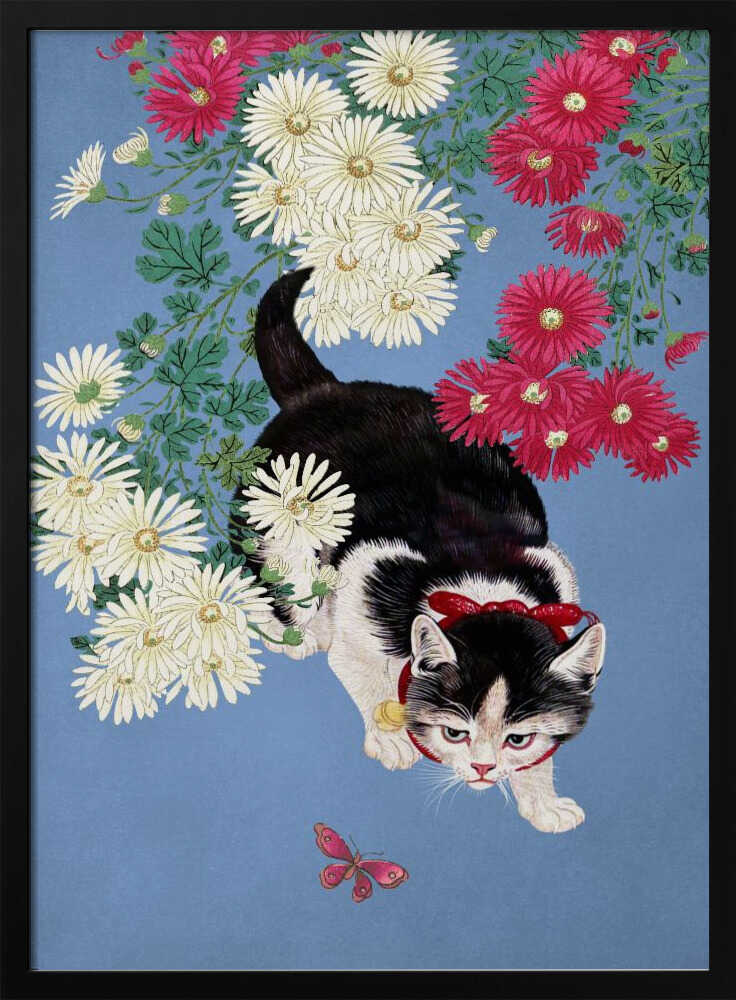 Curious Kitten Butterfly