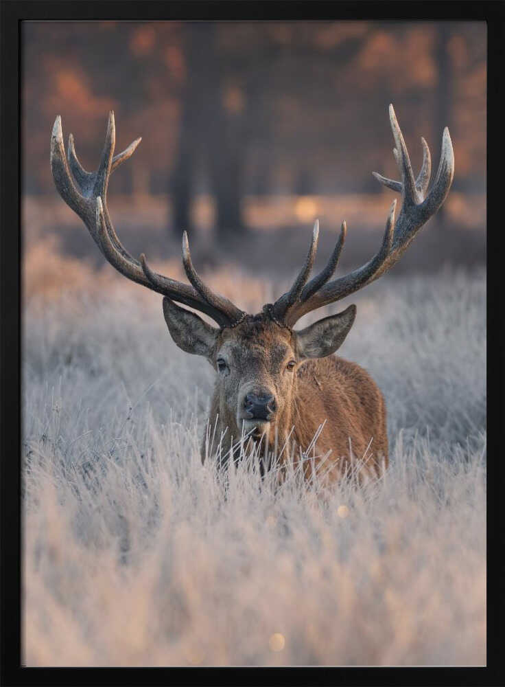 Majestic Winter Stag Art Print UK — Portrait Calm Wall Art — Bedroom — Wall It All Prints