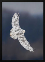 Majestic Snowy Owl Flight Art Print UK — Dark Moody Dark Wall Art — Living Room — Wall It All Prints