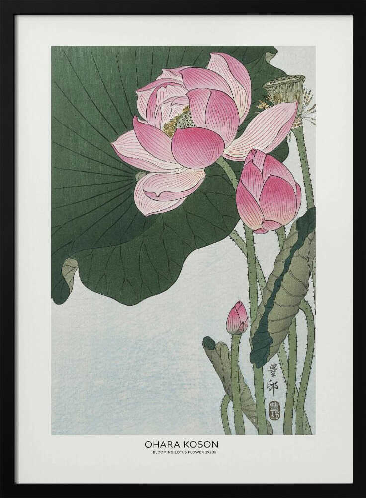 Blooming Lotus Flowers