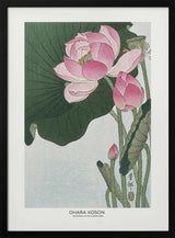 Blooming Lotus Flowers
