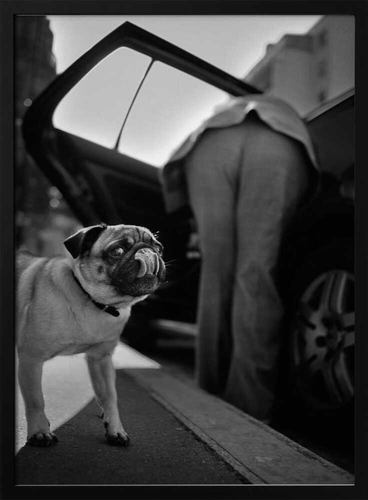 Pug's Funny Moment Art Print UK — Vintage Dark Wall Art — Living Room — Wall It All Prints