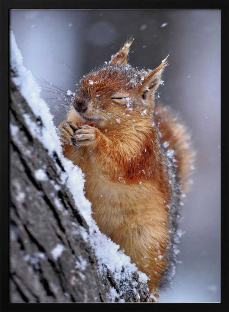 Happy Winter Squirrel Art Print UK — Landscape Calm Wall Art — Living Room — Wall It All Prints