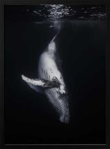 Whale In The Deep