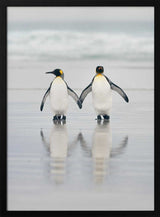 Loving Penguin Couple