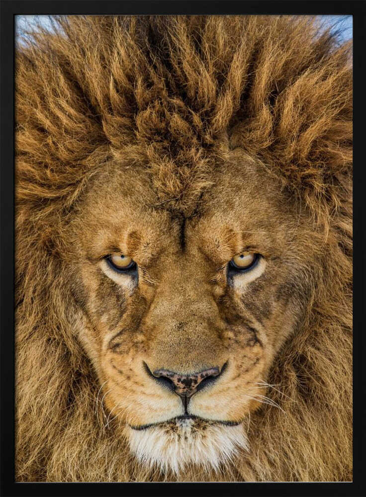 Intense Lion Gaze Art Print UK — Portrait Warm Wall Art — Living Room — Wall It All Prints