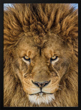 Intense Lion Gaze