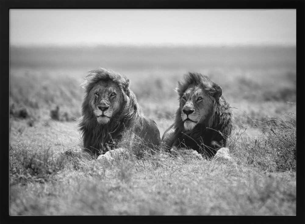 Two Majestic Lions Art Print UK — Animal Dark Wall Art — Living Room — Wall It All Prints