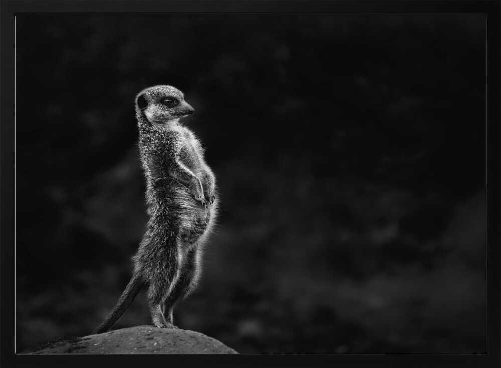 Watchful Meerkat Standing Art Print UK — Dark Moody Dark Wall Art — Living Room — Wall It All Prints