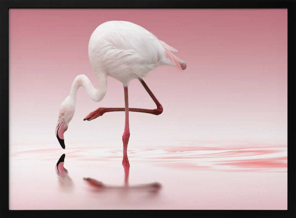 Pink Flamingo Reflection Art Print UK — Animal Calm Wall Art — Bedroom — Wall It All Prints