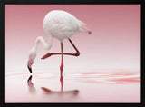 Pink Flamingo Reflection