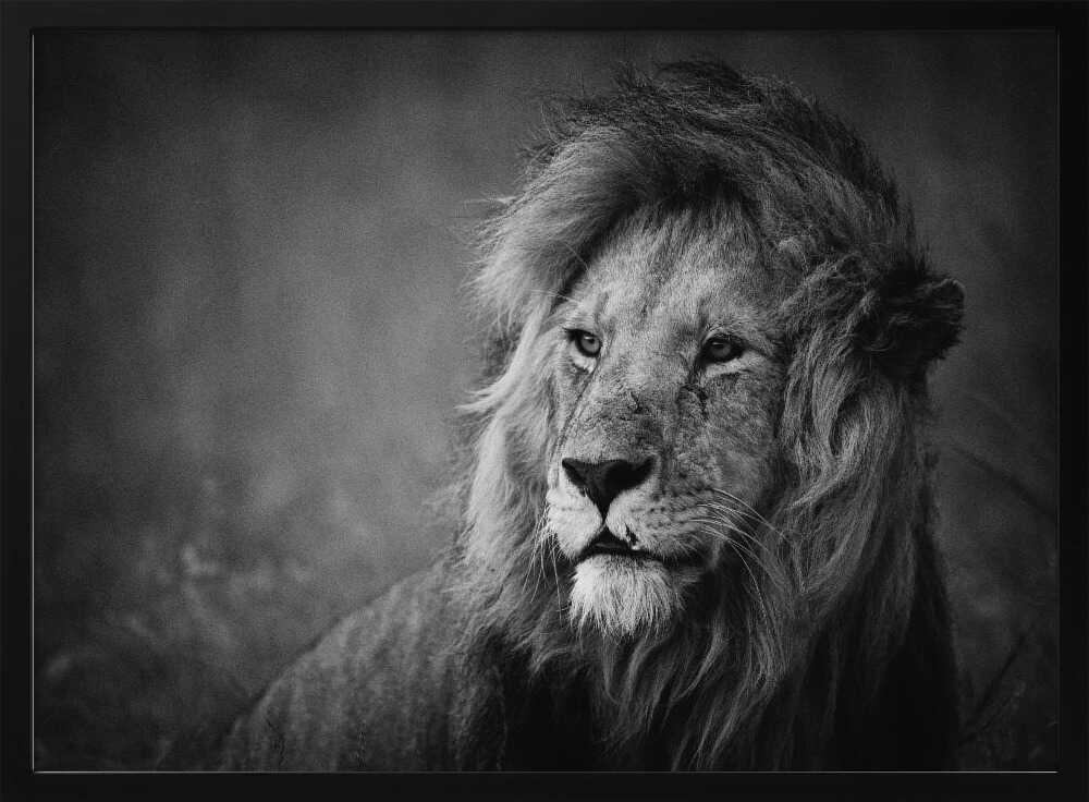 Majestic Lion Portrait Art Print UK — Dark Moody Calm Wall Art — Living Room — Wall It All Prints