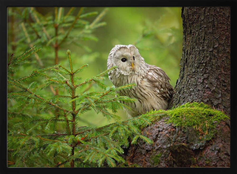 Watchful Forest Owl Art Print UK — Landscape Calm Wall Art — Bedroom — Wall It All Prints
