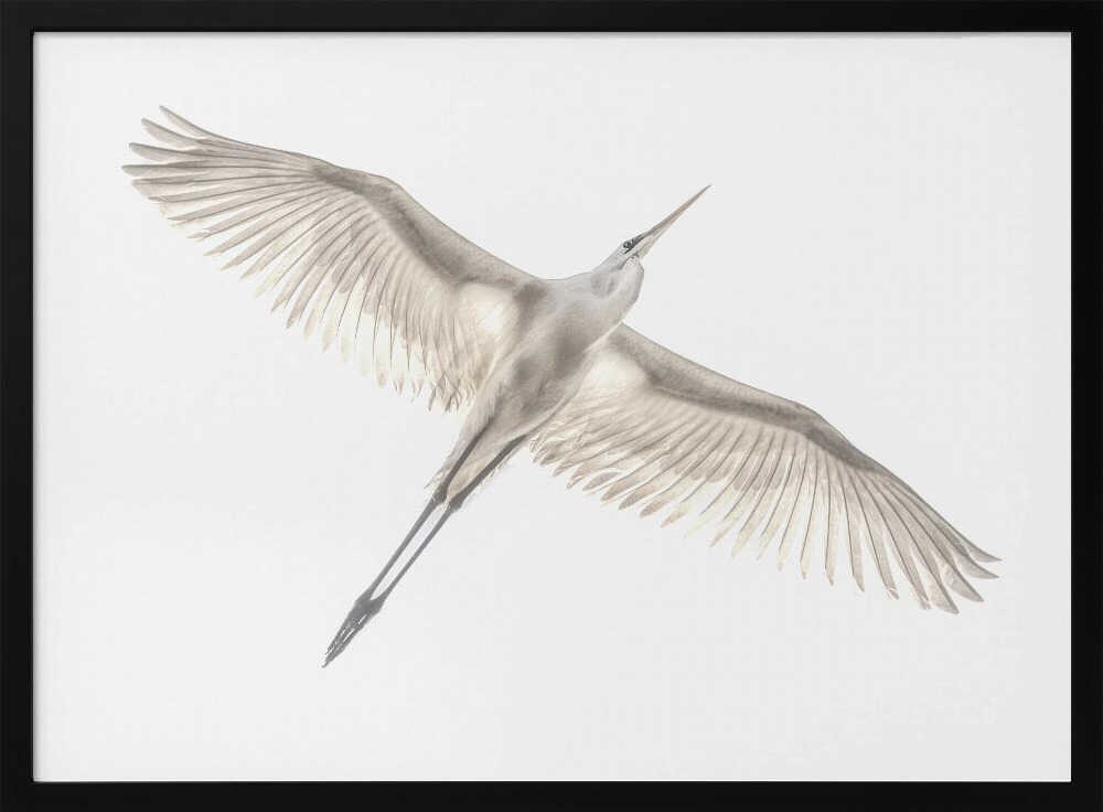 Graceful Egret In Flight Art Print UK — Abstract Vibrant Wall Art — Office — Wall It All Prints