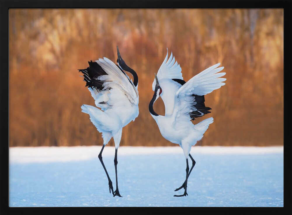 Dancing Red-crowned Cranes Art Print UK — Japanese Calm Wall Art — Living Room — Wall It All Prints