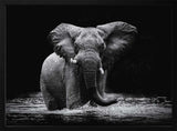 Majestic Elephant In Water