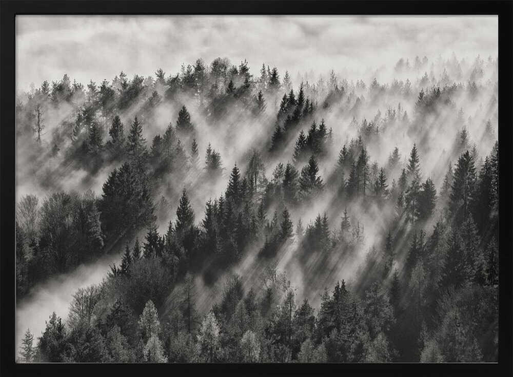 Misty Forest Light Rays Art Print UK — Dark Moody Calm Wall Art — Living Room — Wall It All Prints