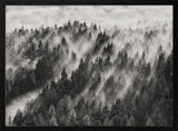 Misty Forest Light Rays