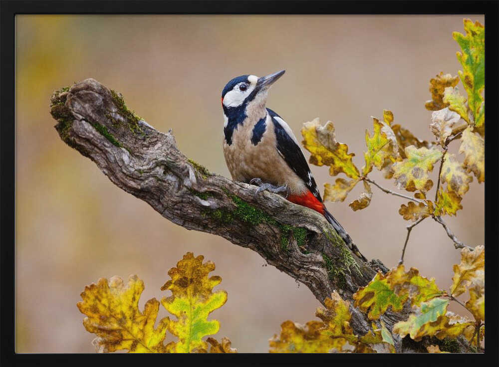 Autumn Woodpecker Art Print UK — Landscape Dark Wall Art — Living Room — Wall It All Prints