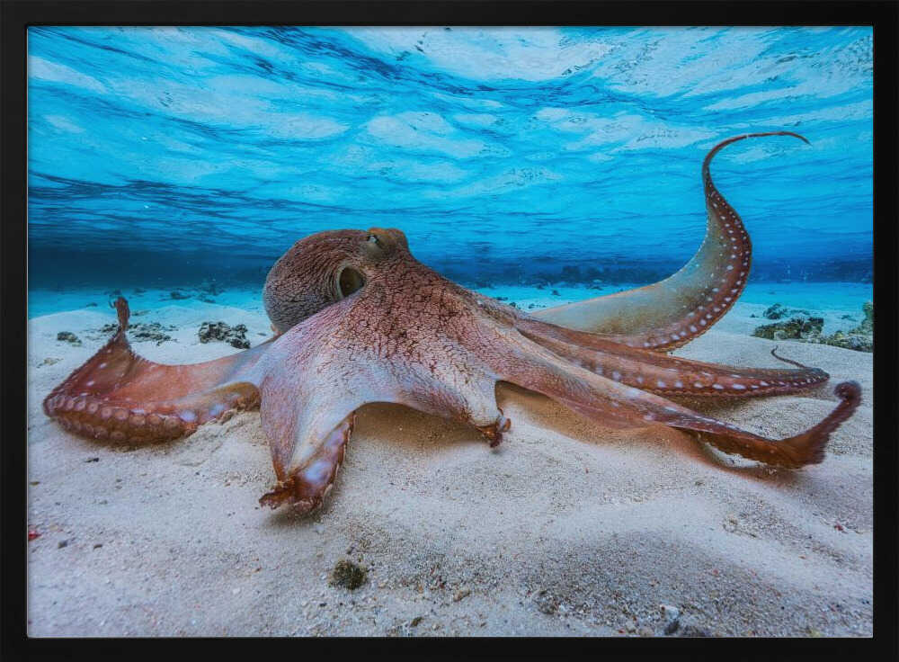 Gentle Octopus Underwater Art Print UK — Landscape Calm Wall Art — Bedroom — Wall It All Prints