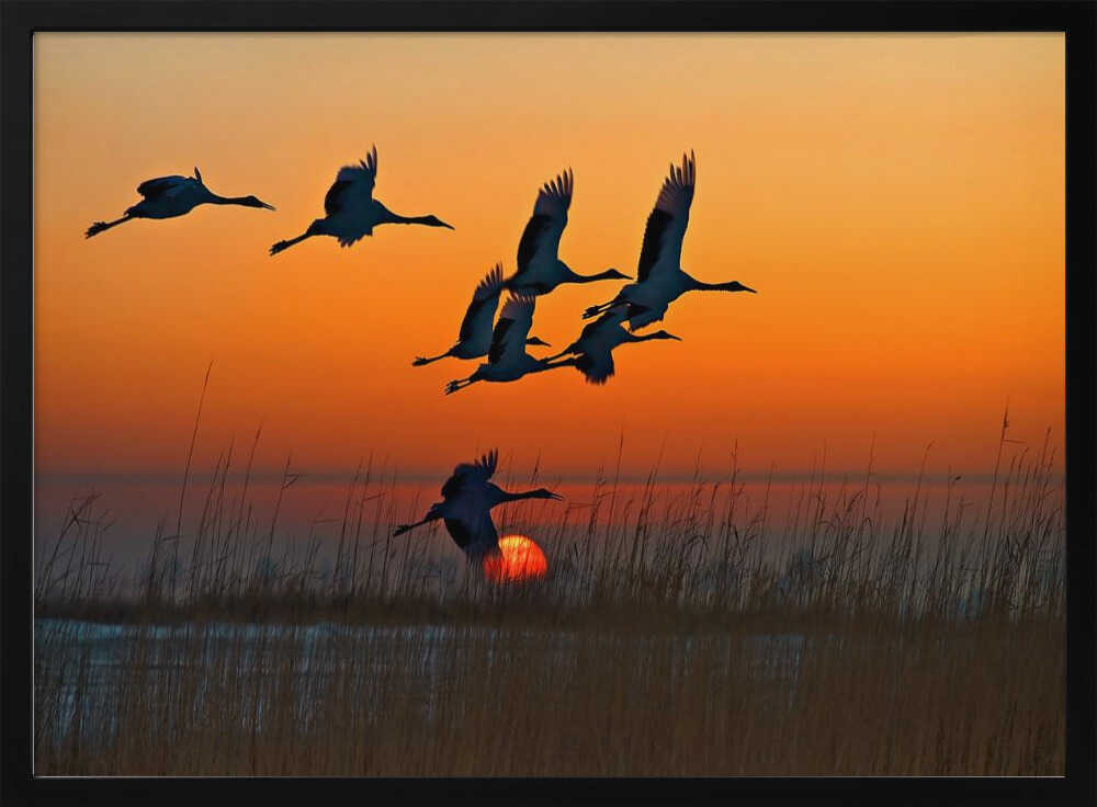 Cranes Flying at Sunset Art Print UK — Dark Moody Calm Wall Art — Living Room — Wall It All Prints