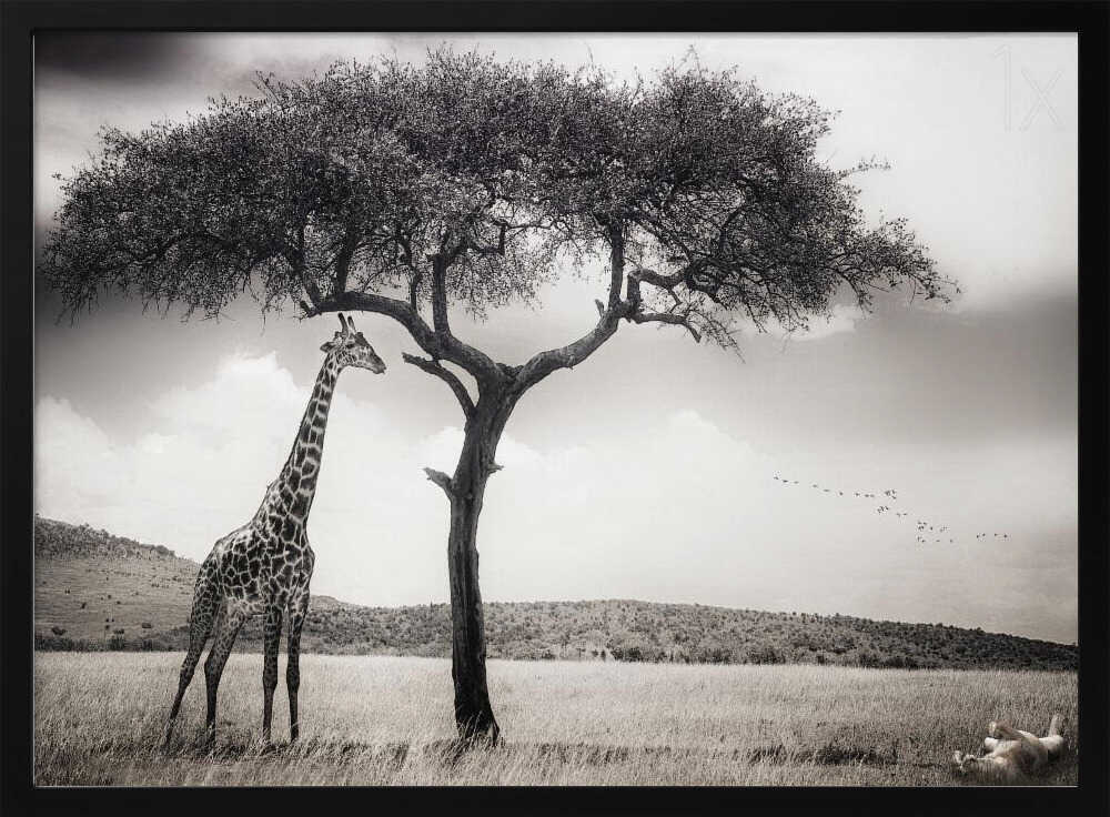 Savanna Giants Under Tree Art Print UK — Landscape Calm Wall Art — Living Room — Wall It All Prints